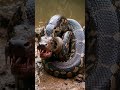 Monsters You've Never Seen