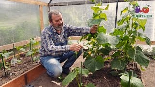 видео Партенокарпические огурцы для теплиц выращивание из семян уход