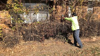 Cutting out all the Junk Trees and dead bushes in front of this house|satisfying flowerbed cleanup