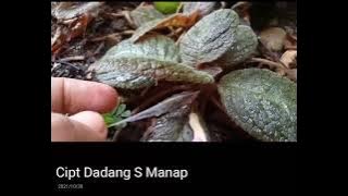 Senandung Malam by Cut Tira