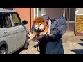 病院に連れて行かれる柴犬