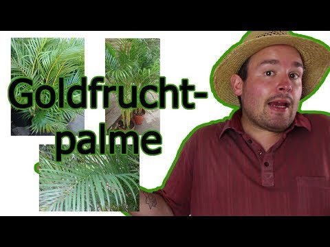 Video: Parlour Palm Houseplant Care - Pflege von Zimmerpalmenpflanzen im Innenbereich