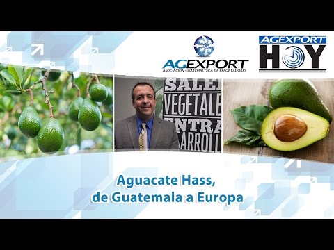 Aguacate Hass, de Guatemala a Europa