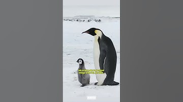 Jangan Lupa Subscribe! #faktaunik #faktasains #ytshorts #facts