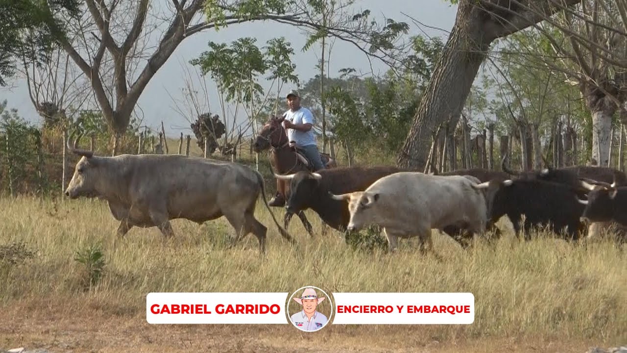 encierro-aparte-y-embarque-en-la-ganaderia-el-raicero-de-gabriel