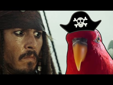 Pirate Birb