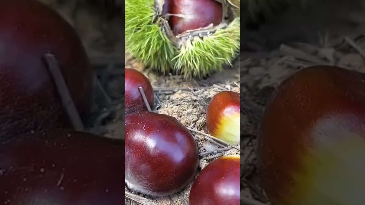 Watch Fresh Chestnuts #satisfying #short on YouTube Watch Fresh Chestnuts #satisfying #short on YouTube