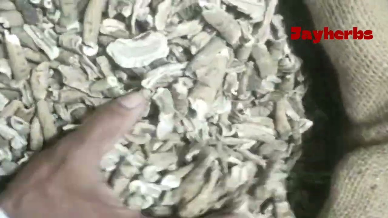 Nishodh | Operculina turpethum | निशोथ 