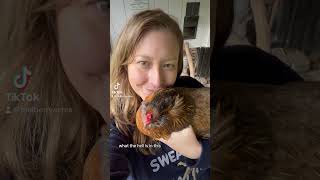 Snuggles with Dodge are my fave #chickens #ameraucana
