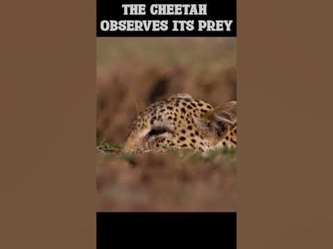 The Cheetah Stealth Hunting Technique - YouTube