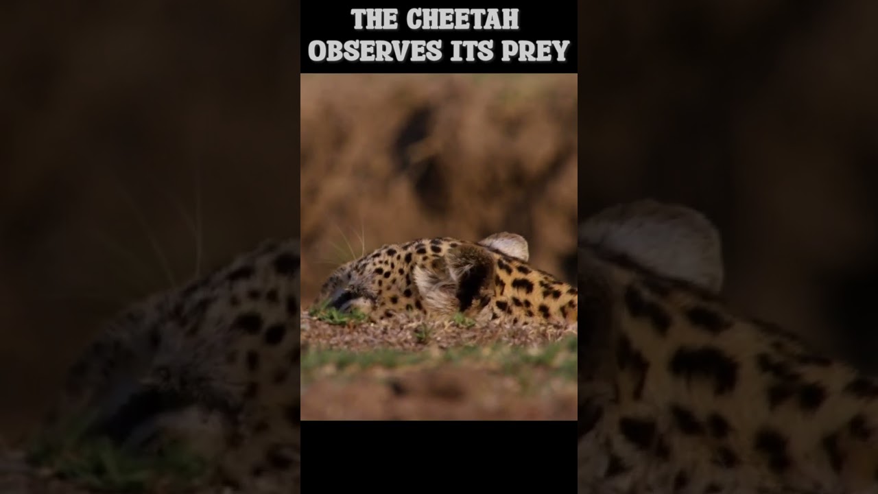 The Cheetah Stealth Hunting Technique