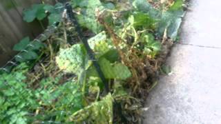 Reusing indoor nutrients for outdoor gardens