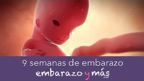 Como é um embrião de 9 semanas?