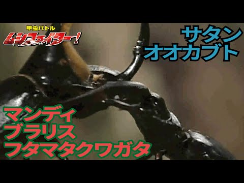 公式 サタンオオカブト Vs マンディブラリスフタマタクワガタ 甲虫バトル ムシファイター 8