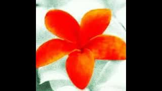 Aqua Timez　『Plumeria ～Hana Uta～』