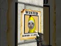 Gman Hid the Bananacat #gmod 😼🍌
