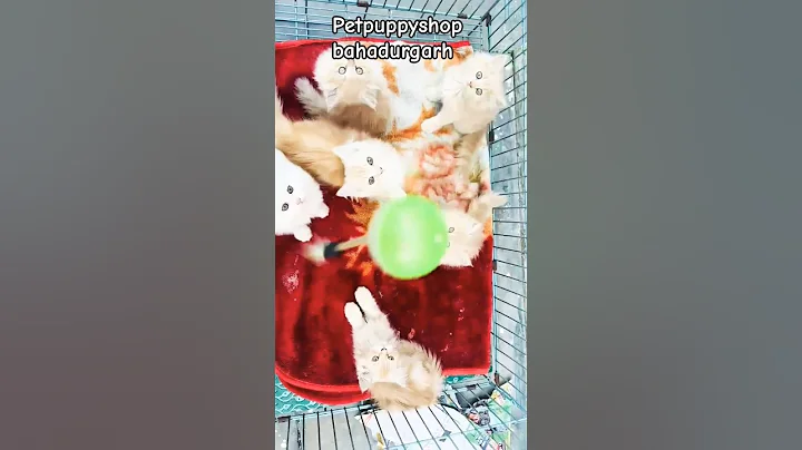 Video 9903911: colour persian cat, persian cat low, cute persian cat, furry family, adoptable pet