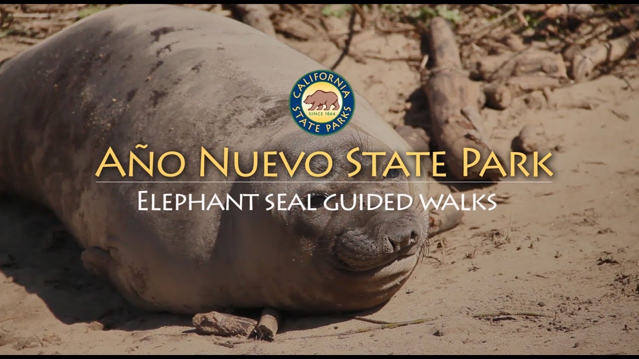 How To Visit Elephant Seals In California - Secret San Francisco