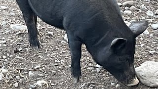 Chicken Riding A Pig In Northern Maine