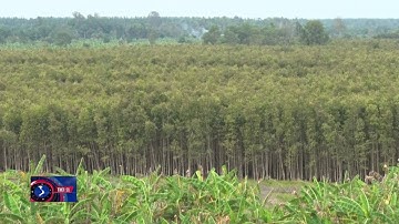 Cà Mau: Rừng tràm U Minh Hạ vẫn còn nguy cơ cháy rừng cao