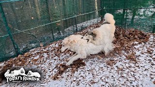 Download Lagu リリーでは逃げられない！圧倒的身体能力で狙った獲物は逃さないベルです　Great Pyrenees　グレートピレニーズ MP3