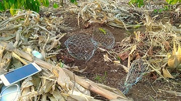 Cách bẫy chim cút nhánh nhất và hiệu quả nhất . BẠN NÊN XÉM