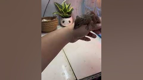 Two baby squirrels ship to Binh Thanh district - Trương Tuấn Sóc Cảnh - 4 e Sóc Đất ship Hà Nội , Q4