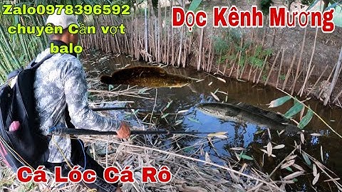 Kích Cá Dọc Kênh Mương Kiếm Cá Sộp Cá Rô Đồng Ẩn Dưới Các Hốc Tre