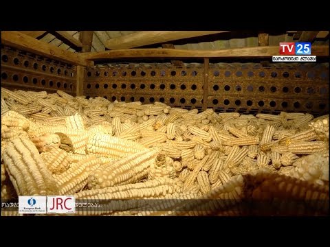 სიმიდნის კარგი მოსავალი გურიაში - აზიური ფაროსანას წინააღმდეგ ჩატარებული ქიმიური წამლობის შედეგი