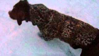 Pit Bulls, Huskie, German Shepherd, Poodle, And Am Staff Enjoying The Snow 2