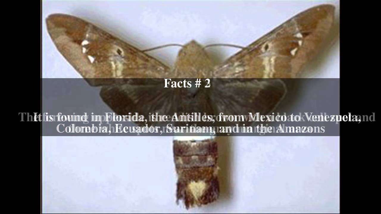 Aellopos tantalus Top # 5 Facts