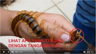 ANAK KECIL MEMEGANG LIPAN RAKSASA DENGAN TANGANNYA !