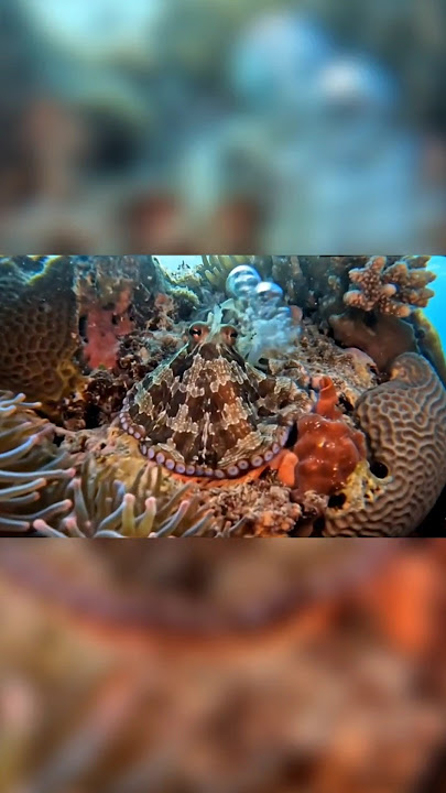 KEINDAHAN LAUT RAJA AMPAT? | #google #veo3 #viral #bawahlaut