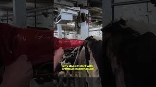 If eating animals is so nautral