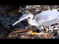 Blue Herring Maine October 2011 Watch In HD 720p