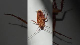 cockroch fight #newsong #cockroach #reggae #rap