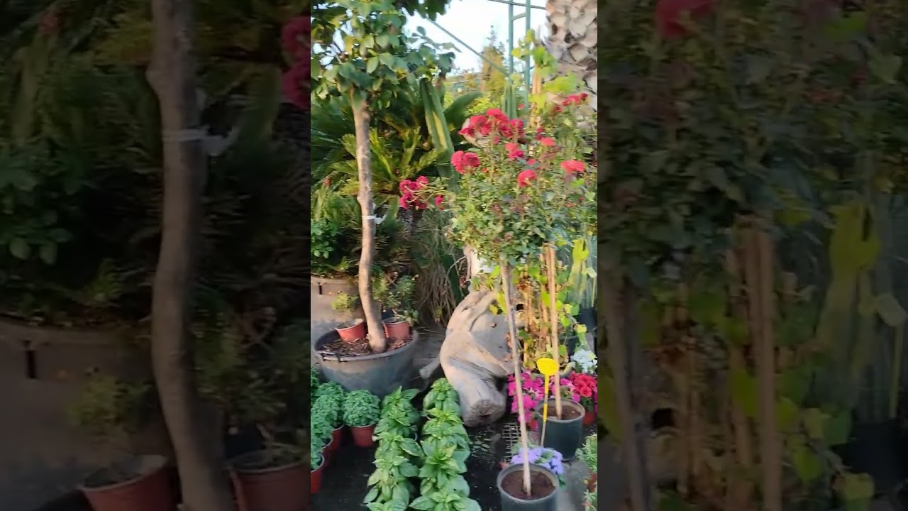 SEA of Flowers 💐 and GREECE ➡️Море из Цветов и Греция➡️ Θάλασσα των λουλουδιών🌺 Shorts