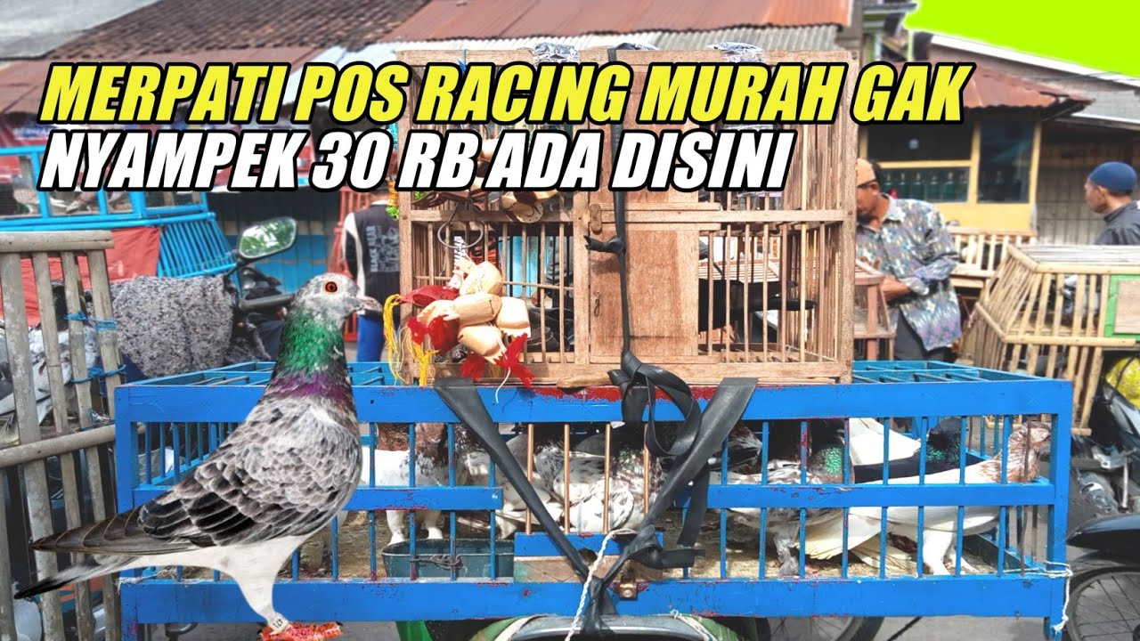 GREBEK PASAR MERPATI// DI PASAR INI MERPATI POS RACING BAGUS HARGANYA MURAH BANGET (ADA YANG 20K)