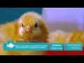 Especies Menores: Practicas asociadas a la recepción de pollas...