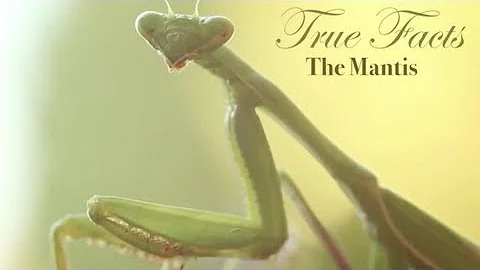 True Facts About The Mantis