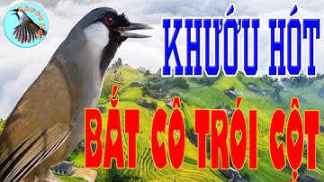 Khướu Hót Giọng Bắt Cô Trói cột| Khướu Hót giọng rừng đảo nhiều giọng.Bắt cô trói cột.