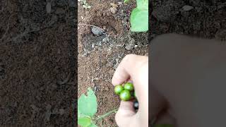 Download Lagu Mau Karedok Lenca ahh #shorts #lenca #sayuransegar #pertanian #masakandapur MP3