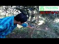 Cung cấp các loại giống bưởi như: bưởi Ruby(Thái Lan), bưởi da xanh, bưởi long. Tín Dương 0932934961
