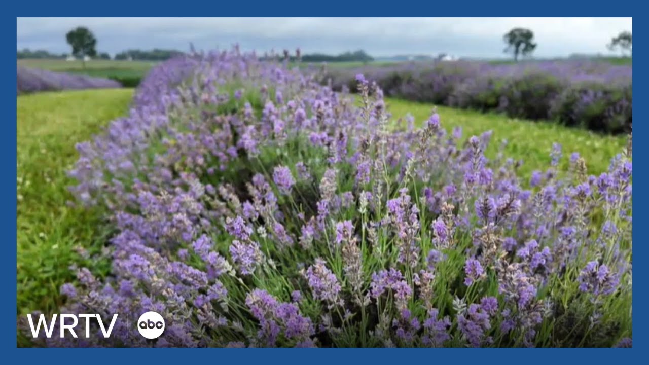 Lavender season is in full bloom, despite a rainy spring