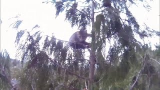 Caught on camera: Daring cat rescue from 100-foot-tall tree
