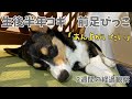 【生後半年コーギーの前足跛行】突然足を痛がるようになりました(;_;)病院へ行き、よくなったと思ったら悪化...。2週間の経過です。