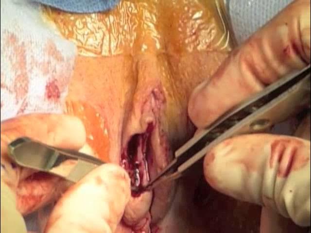 Dildo bilan mushukni onanizm qiladi