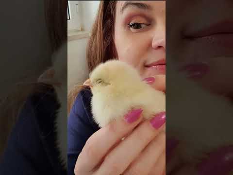 Video: Perché galline e pulcini muoiono: salvare una pianta di Sempervivum morente