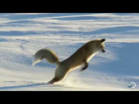 jumping fox