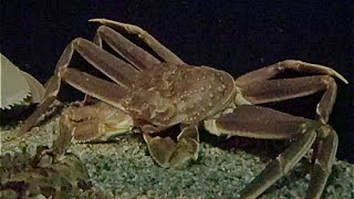 ズワイガニ　Snow crab　Chionoecetes opilio
